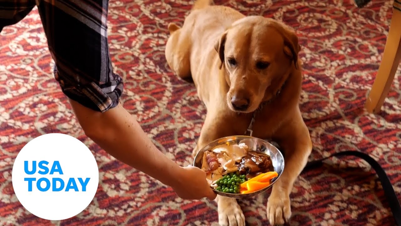 Belly up to the bar with your furry friend at this dog-friendly pub | USA TODAY
