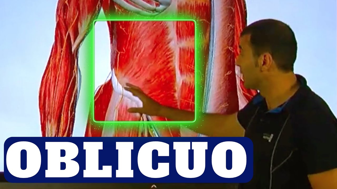 Análisis del OBLICUO INTERNO. Aprende su mecánica muscular para mejorar su conexión neuromuscular.