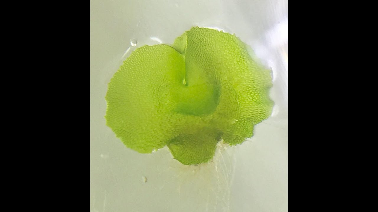 Plant Tissue Culture - Fern spores tissue culture (Bird's nest fern)