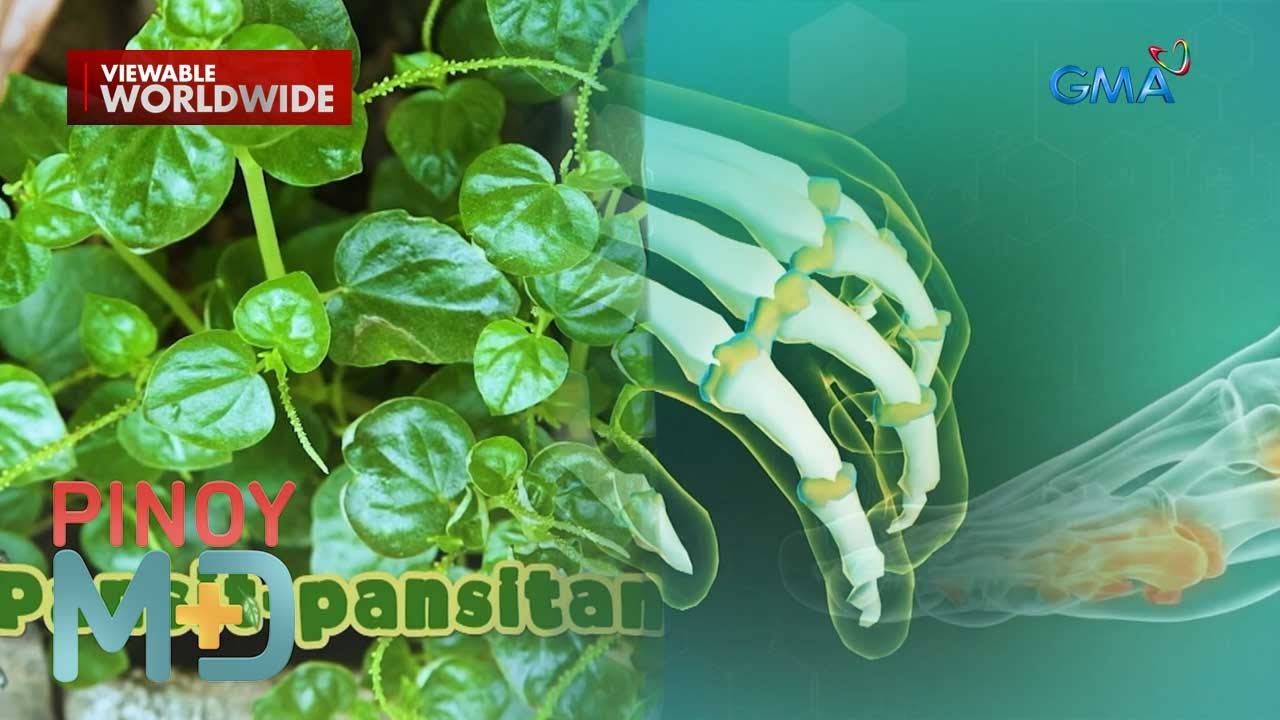 Pansit-pansitan, epektibong panggamot sa gout? | Pinoy MD