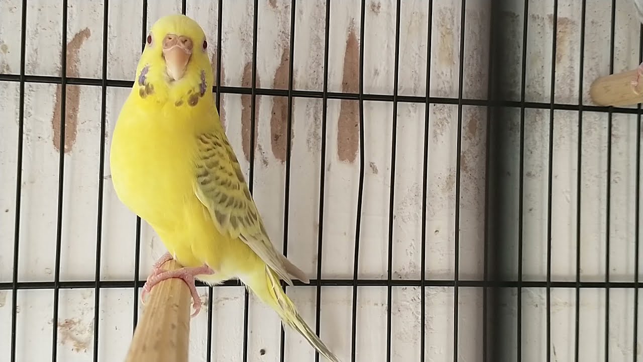 fluviando e texando,boa tarde.segue nosso canal a&iacute; @alissoncriadordemutacao567 !