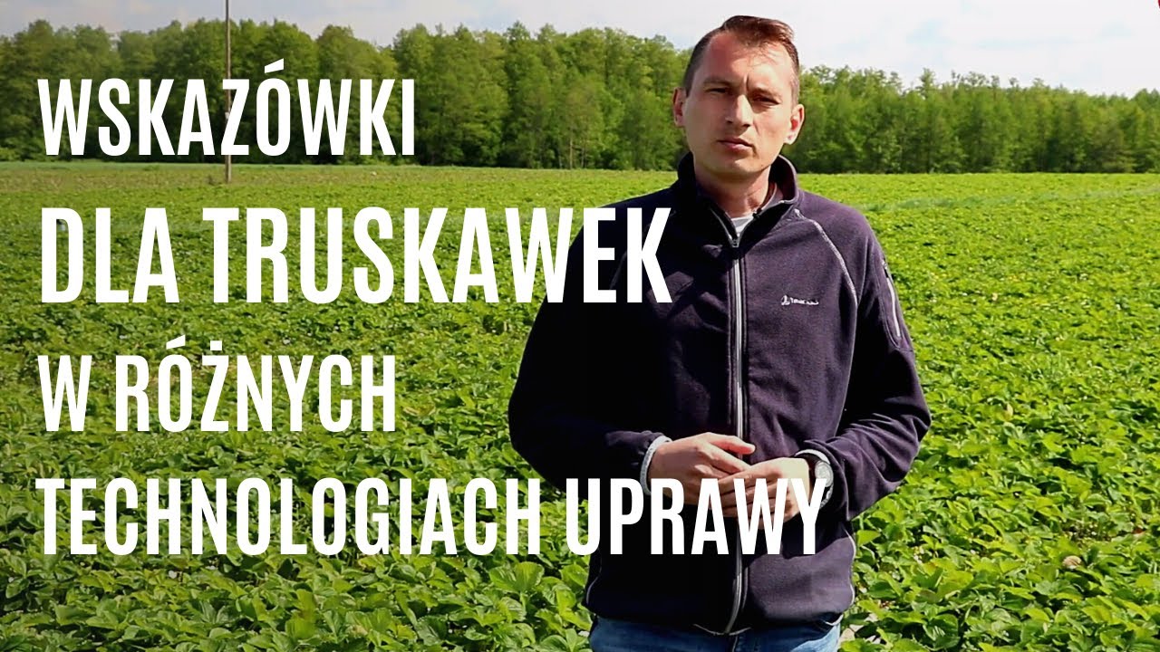Praktyczne wskazówki dla truskawek w różnych technologiach uprawy