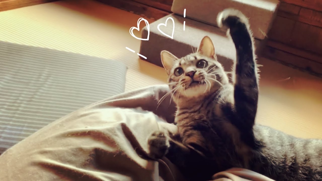 遊ぶの大好きニャンコはみんなを少し元気にした Play well, Sleep well