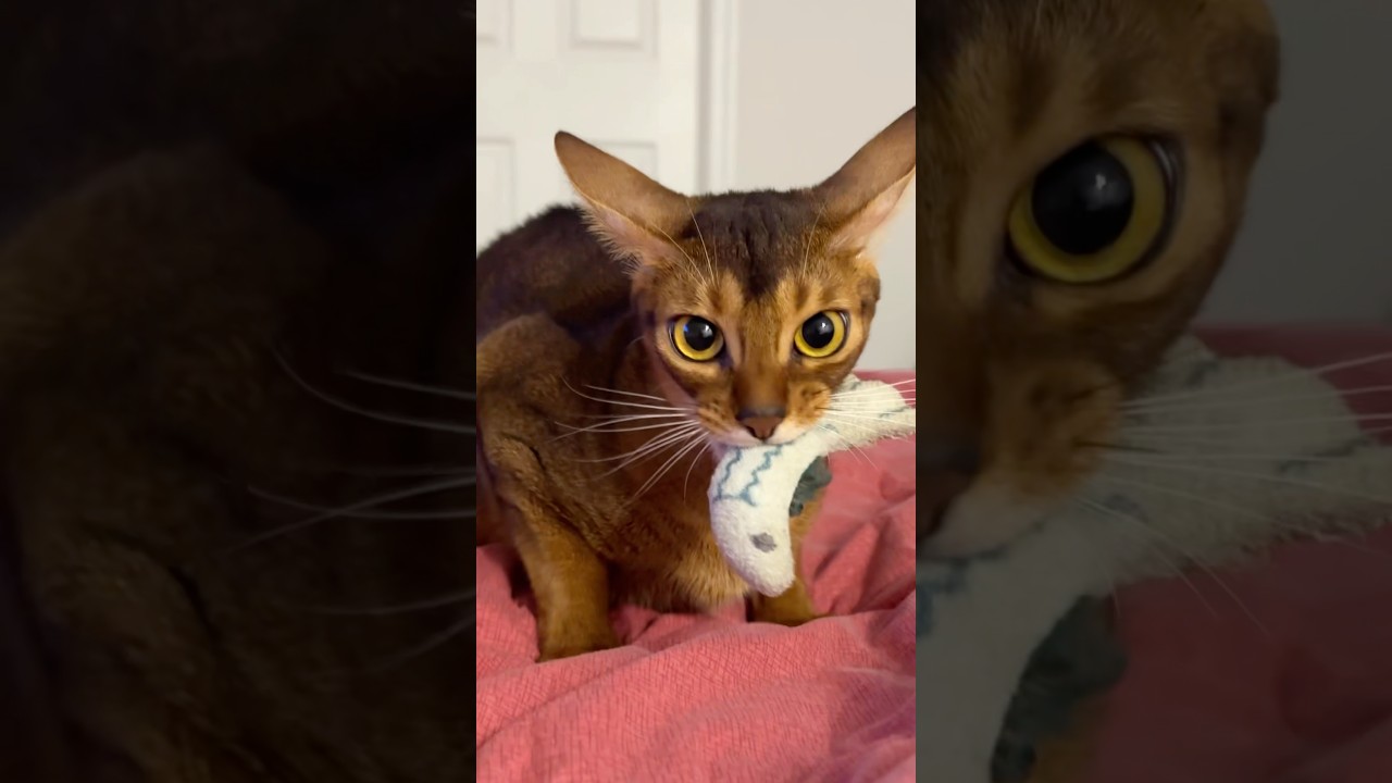 Mommy talks! 🎙️Abyssinian cat talking to her kittens, loud meows, asmr #talkingcats #abyssinian