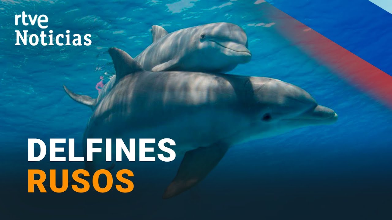 GUERRA UCRANIA: RUSIA despliega DELFINES en su BASE NAVAL del MAR NEGRO, según EE.UU. | RTVE