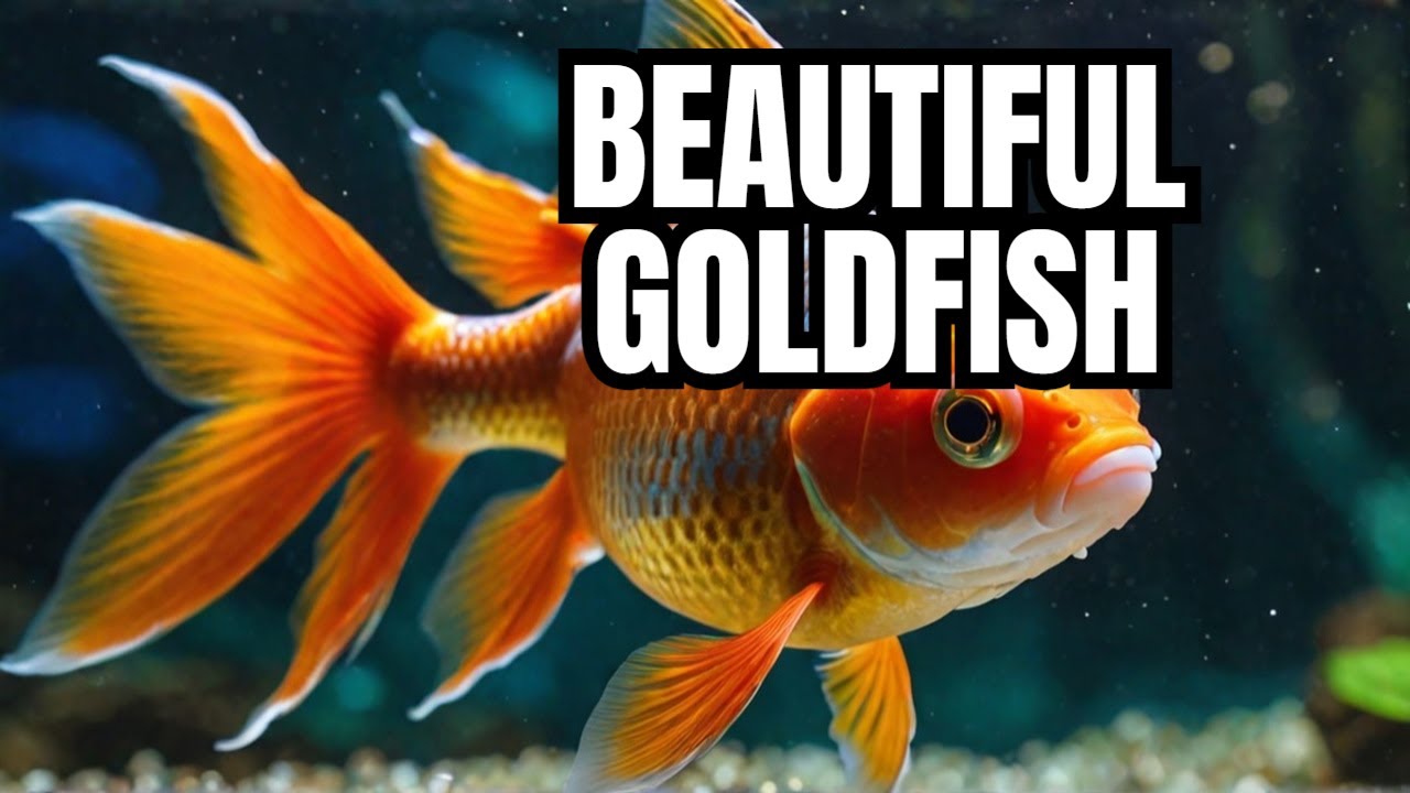 12 самых красивых видов золотых рыбок 🐠