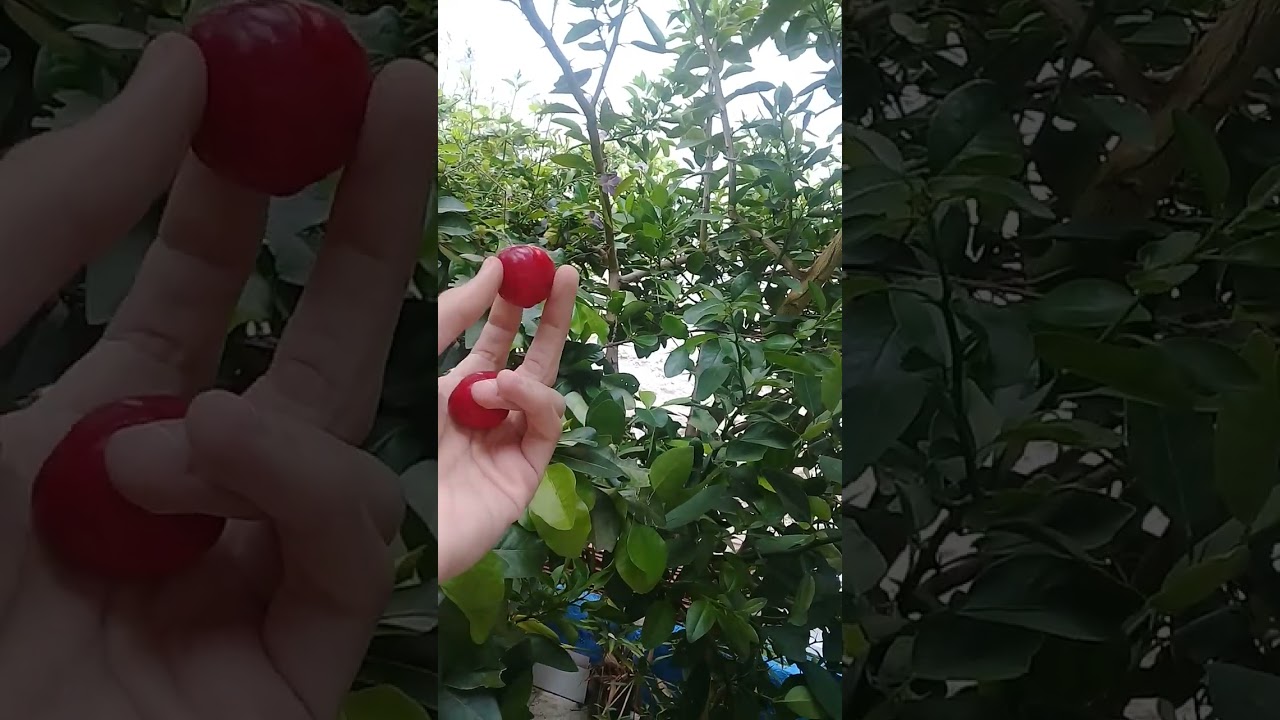 Colhendo acerolas! 🍒🍃
