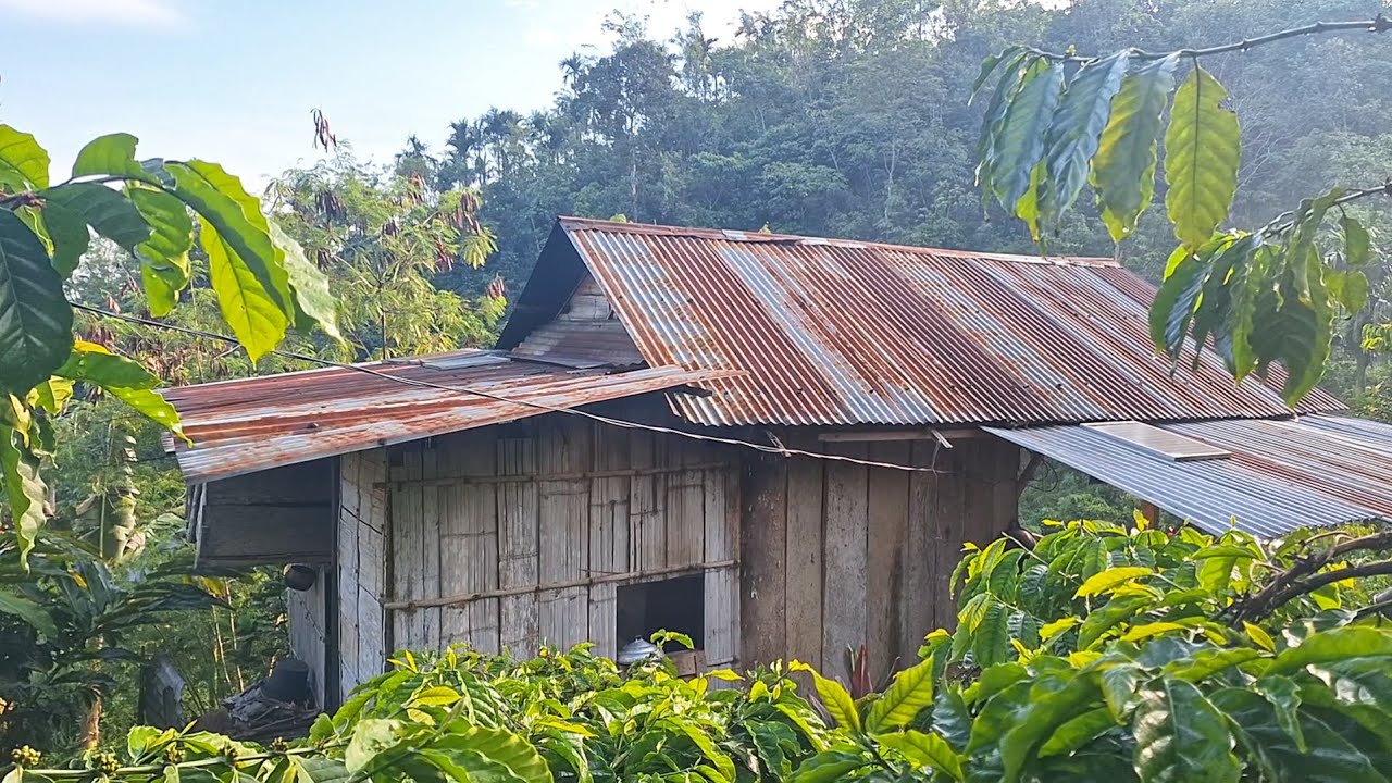 Petik Sayuran Di Sekitar Rumah, Buah Gembili / Kentang Rambat, Kehidupan Nyata