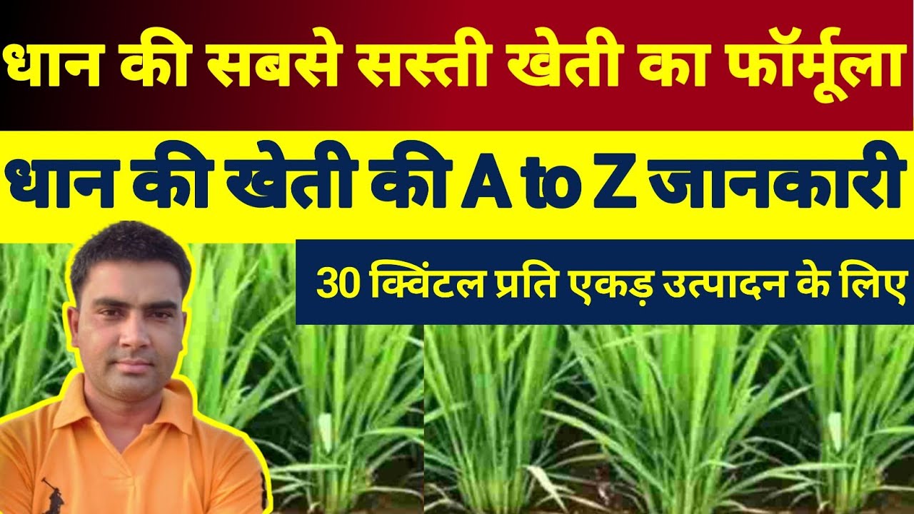 ग्रिष्मकालीन धान की खेती की A to Z जानकारी।। 1509 धान की खेती की संपूर्ण जानकारी।