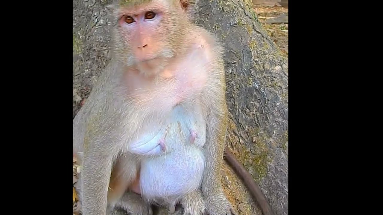 mother monkey teaching her eat food..! #TVFan #monkey #sorts