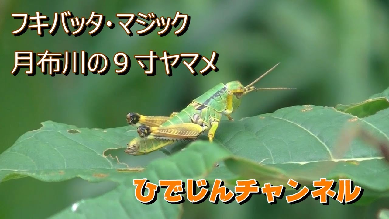 フキバッタ・マジック　月布川の９寸ヤマメ