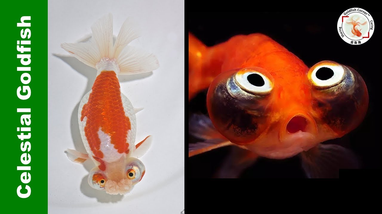 Celestial Goldfish All You Need to Know | 望天金鱼👉