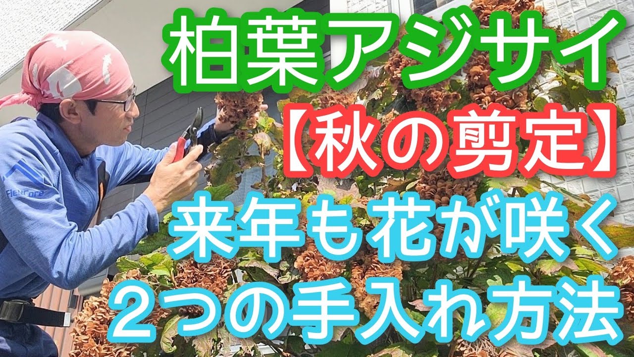 【カシワバアジサイの剪定(秋編)】花付きor縮小優先で選ぶ2種類の手入れ(2025年9月)🍃🍁