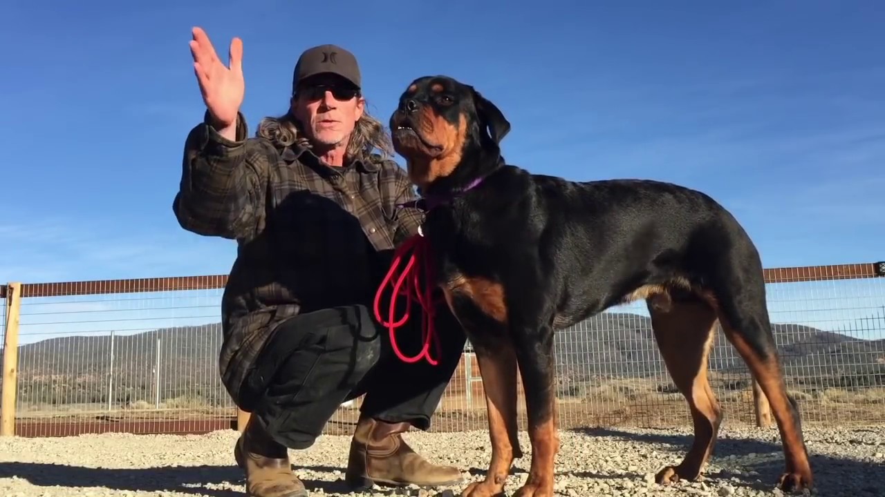 Brian Agnew The Balanced Dog: Prey drive vs switching drives