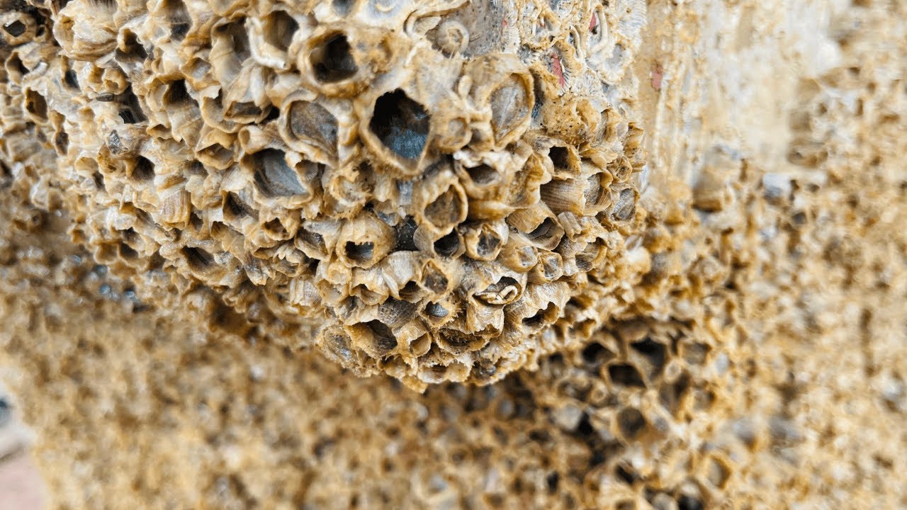 Barnacles Removal Satisfying Asmr - Asmr No Talking #104