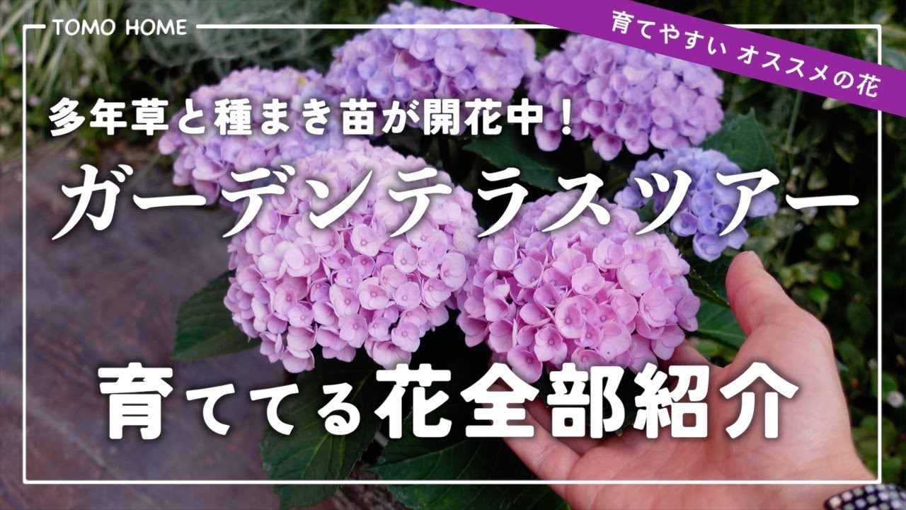 【多年草が開花中！】ガーデンテラスツアー・育ててる花全部紹介【5月】