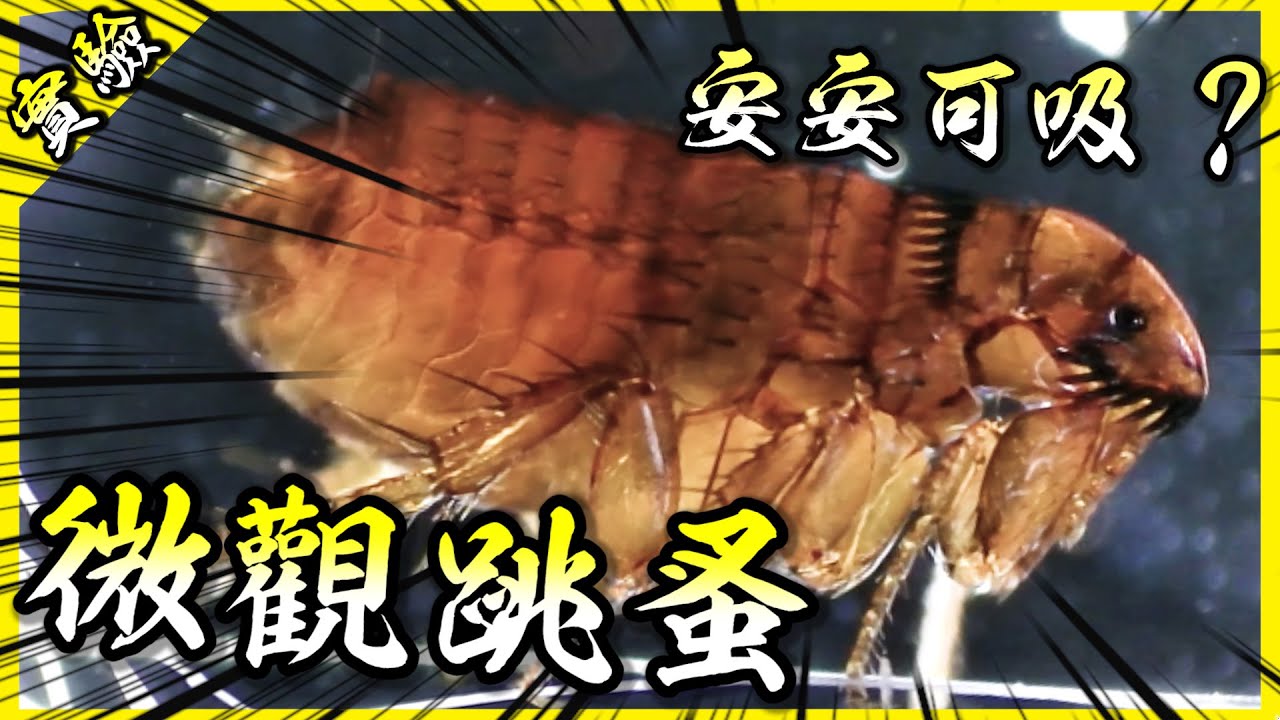 顯微鏡、卍解！新月藻、鱉血、跳蚤啥的，都給我現出原形！【胡思亂搞】