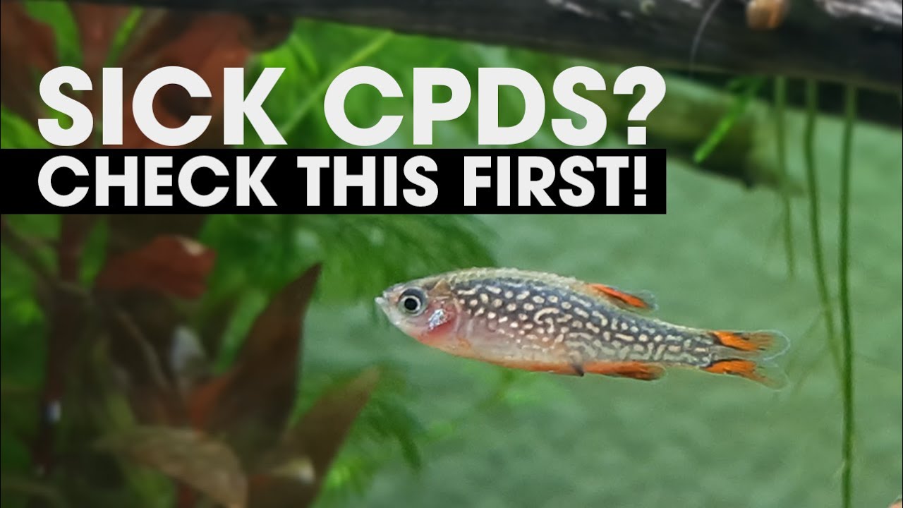 SICK CELESTIAL PEARL DANIOS? | CPD DISEASES AND ILLNESS