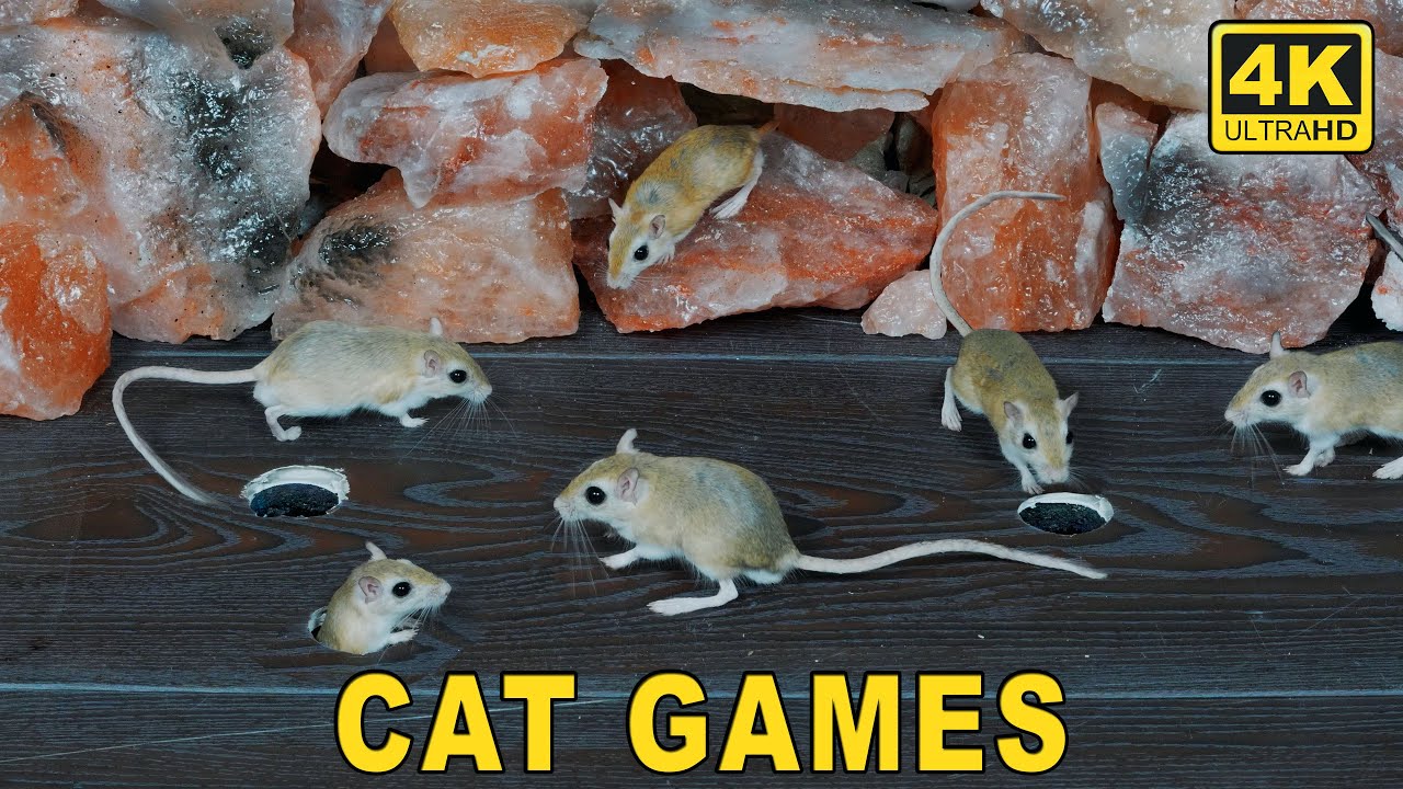 CAT GAMES TV | Cats Go Crazy watching Real Mouse Hunt 🐭 | Real Mouse Hunting For Cats 4K