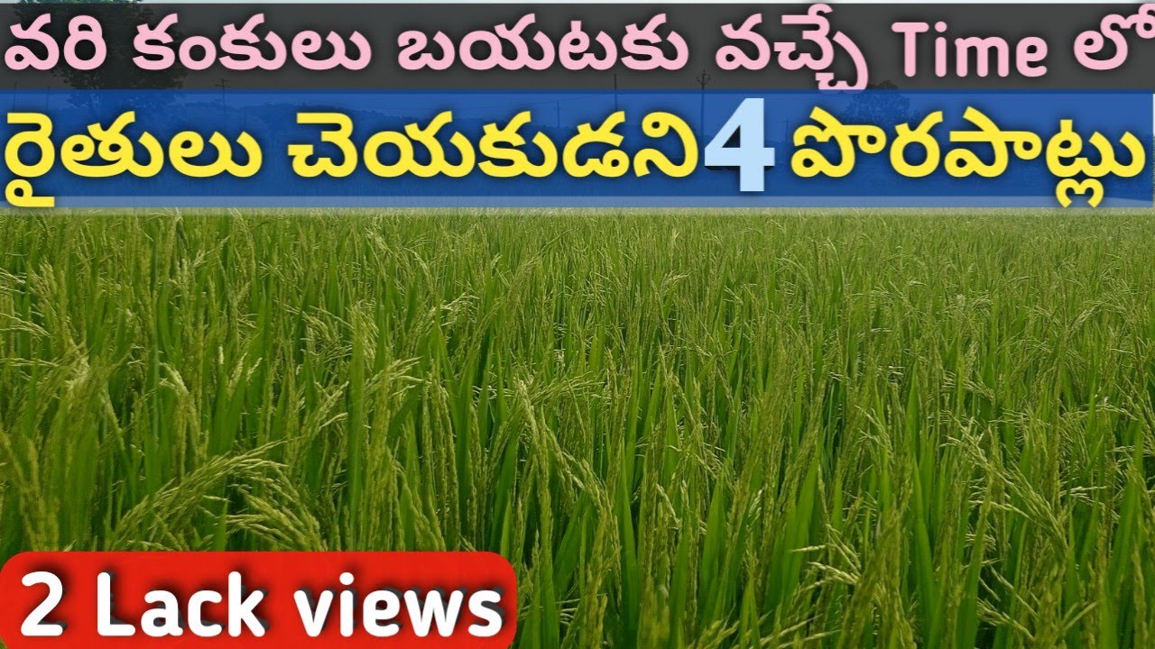 వరి కంకులు బయట‌కు వచ్చే time lo రైతులు చెయకుడని 4 పొరపాట్లు | Boron,potash fertilizer