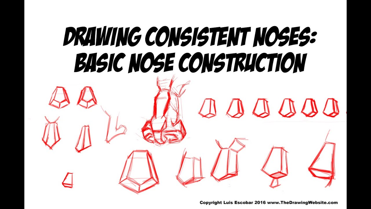Drawing Consistent Noses - Basic Nose Construction