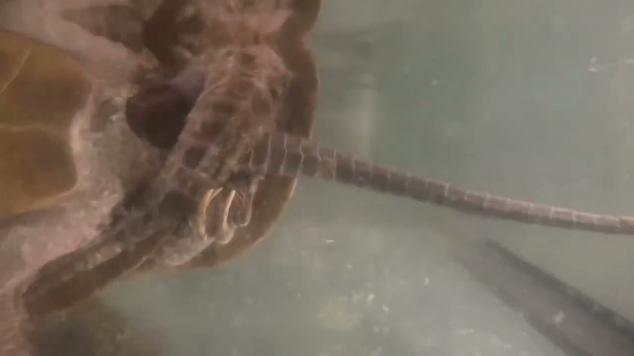 Asian Big-headed Turtle (Platysternon megacephalum) Insemination Breeding Mating Copulation