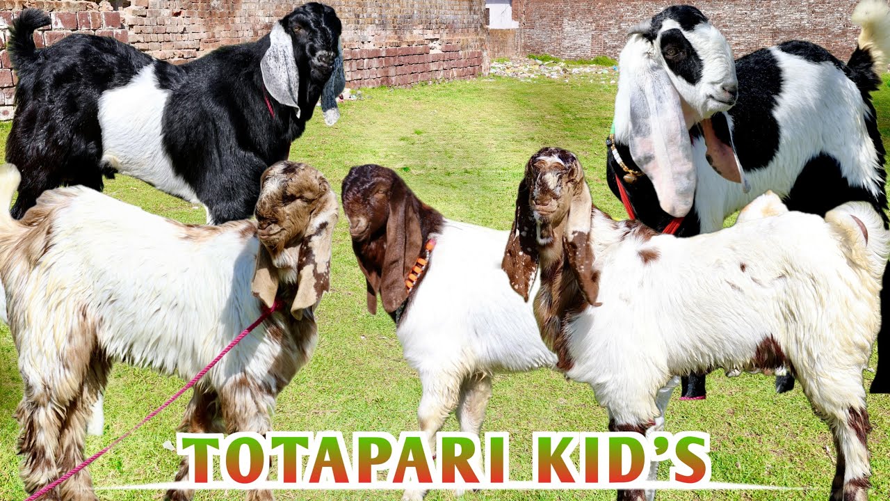 Totapari Kid’s Quality Wale & Malwa Beetal At GK Goat Farm