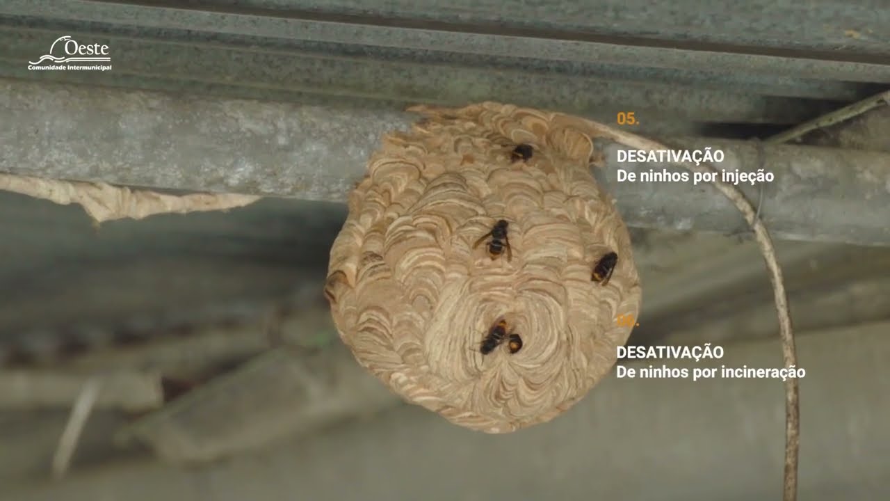 Vespa velutina - boas práticas no controlo da espécie