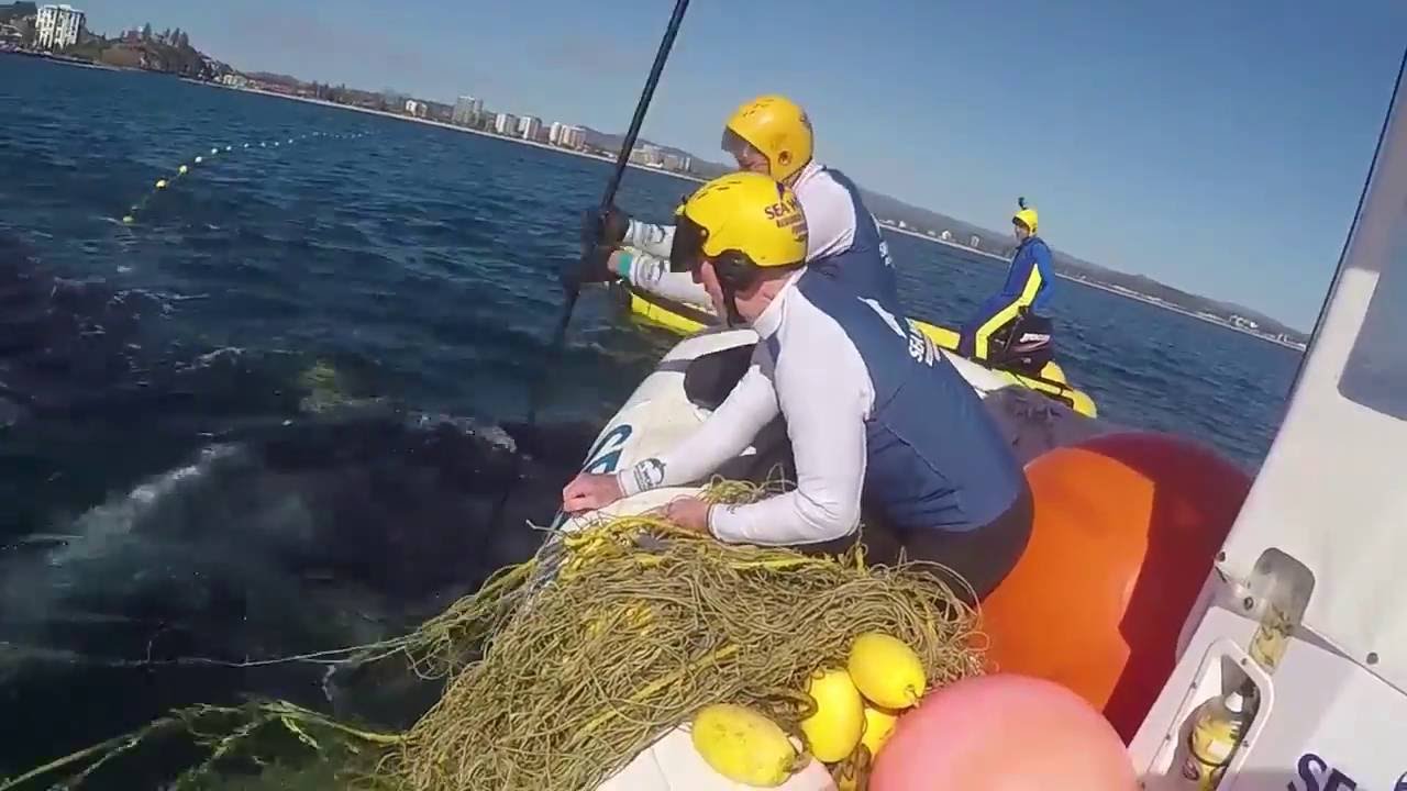 Mother Humpback Stays by Calf While Rescuers Free it From Shark Net