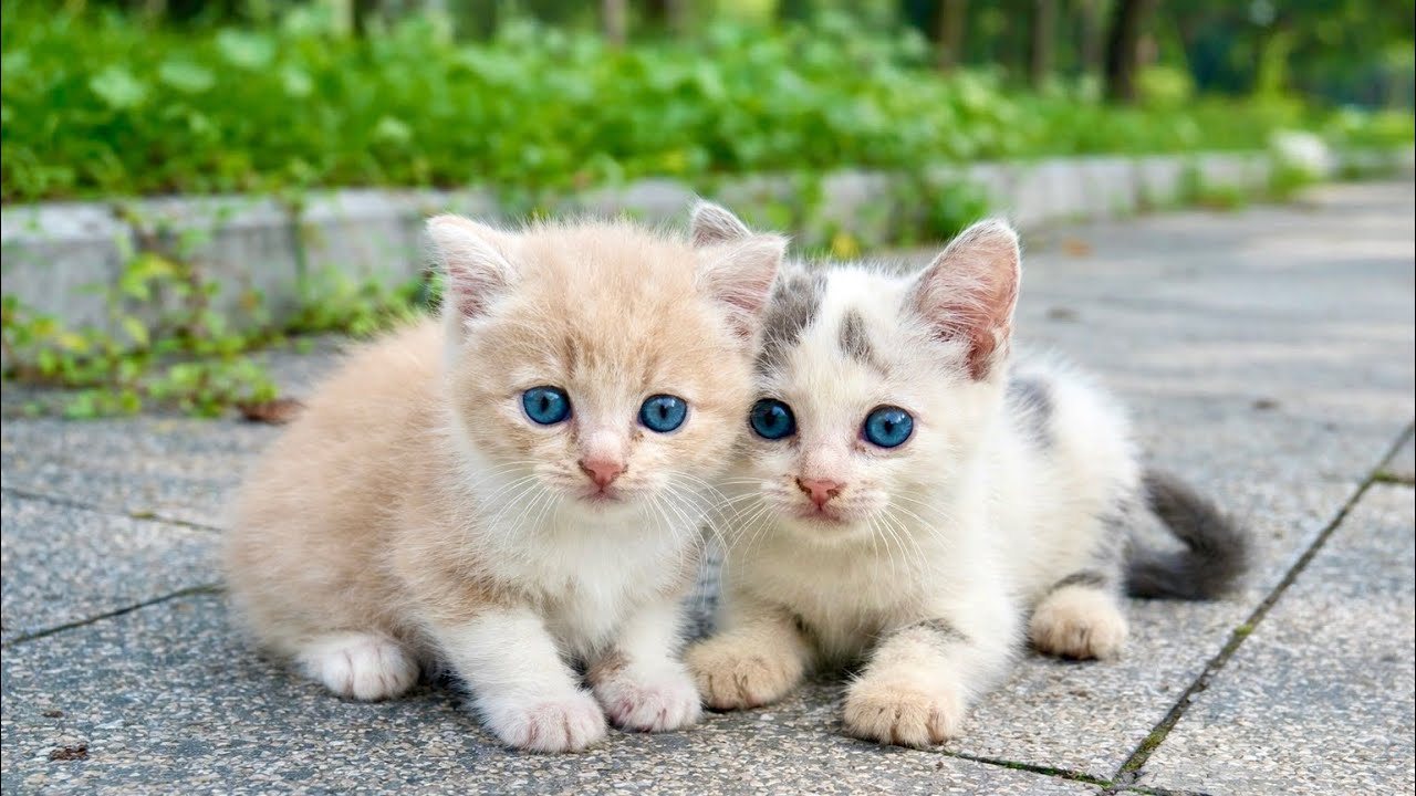 I adopt homeless kittens from the streets, cute kittens after being rescue.