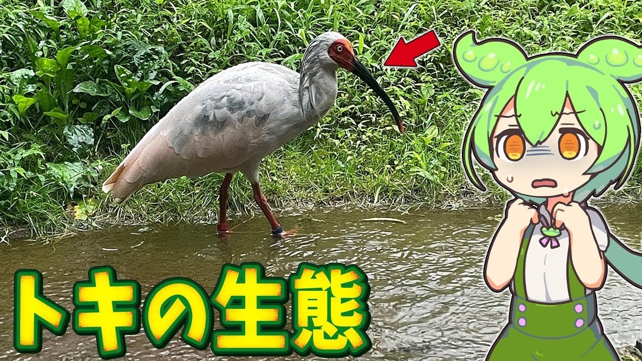 生物の謎7選！【絶滅→復活】トキはなぜ日本から消え、なぜ再び野生に帰れたのか？【総集編】