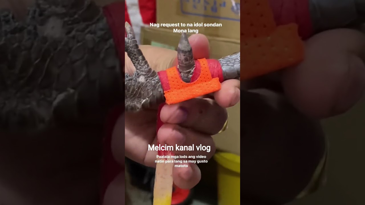 taretutorial sapin bidbid leader bots paonan paglapat