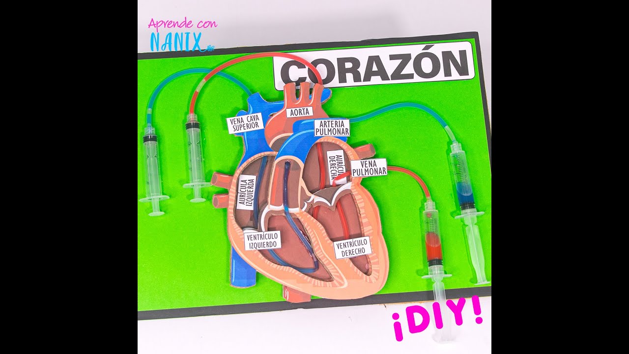Maqueta del Corazón ¡DIY!