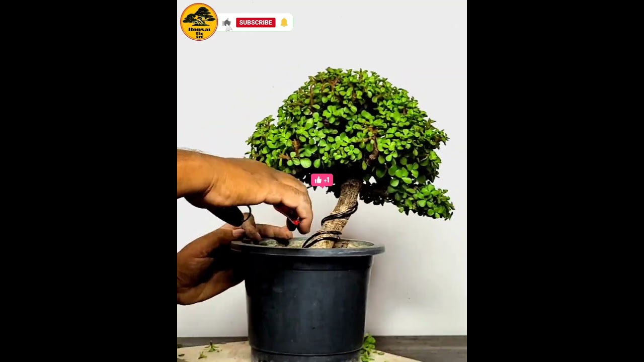 JADE PLANT CANOPIES #shorts #bonsai #indoorplants #bonsaitree #gardening