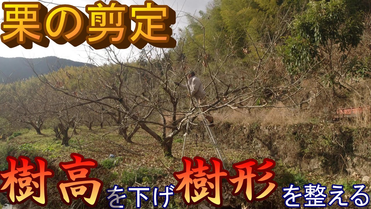 栗の剪定②【ノコギリ剪定で樹高を下げて樹形を整える】（利平の成木の剪定）