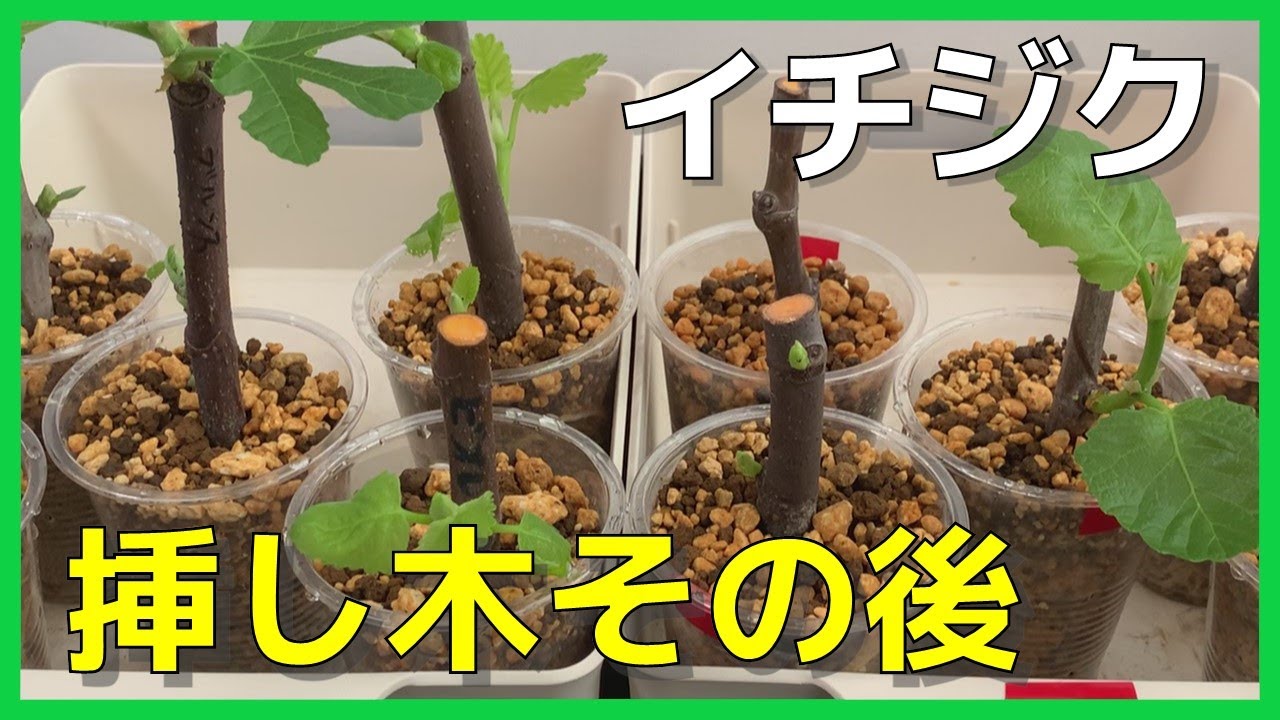 【イチジク】イチジクの挿し木、その後のようすをご紹介いたします。