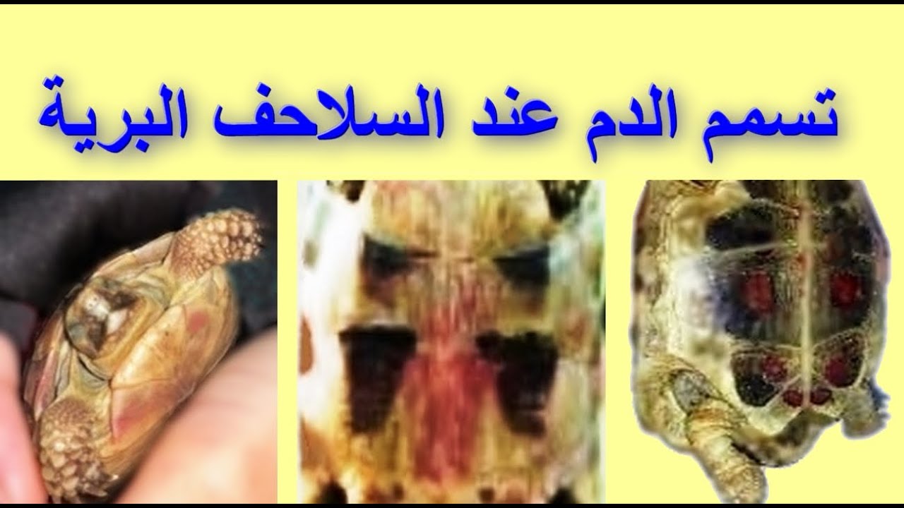 تسمم الدم عند السلاحف البرية | اسباب و علاج تعفن الدم عند السلاحف