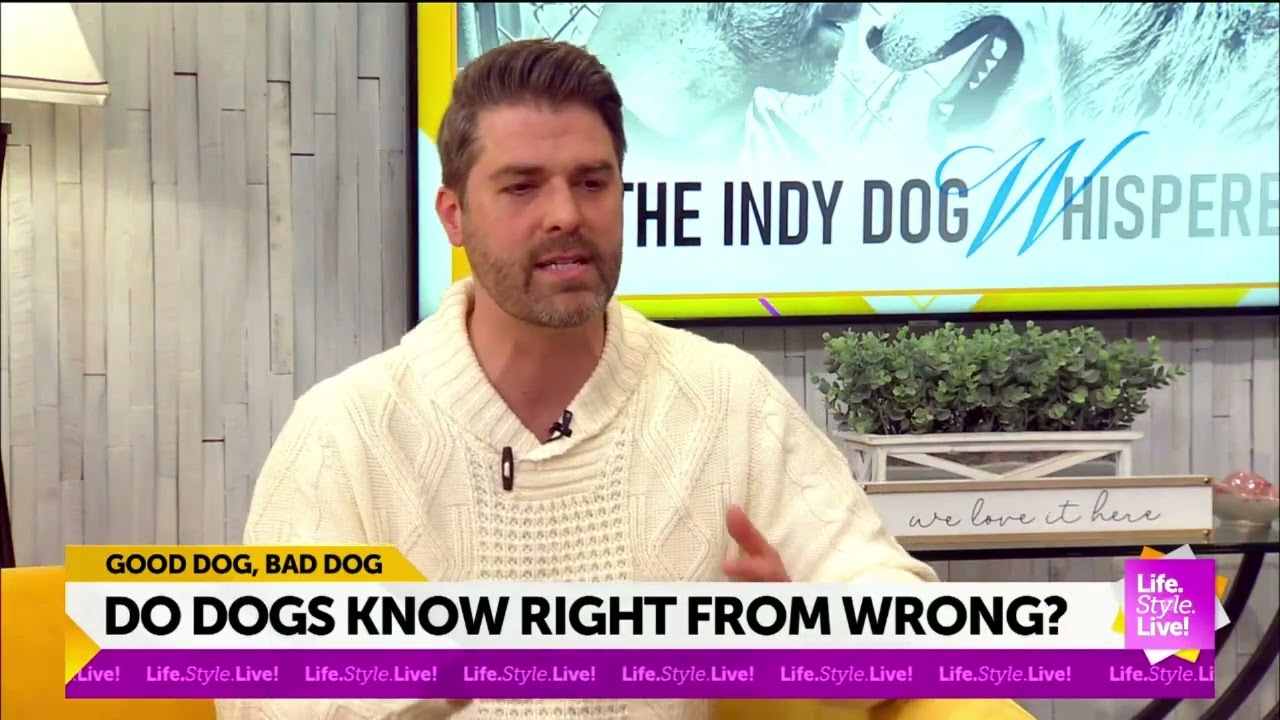Indy Dog Whisperer: Do dogs know right from wrong?