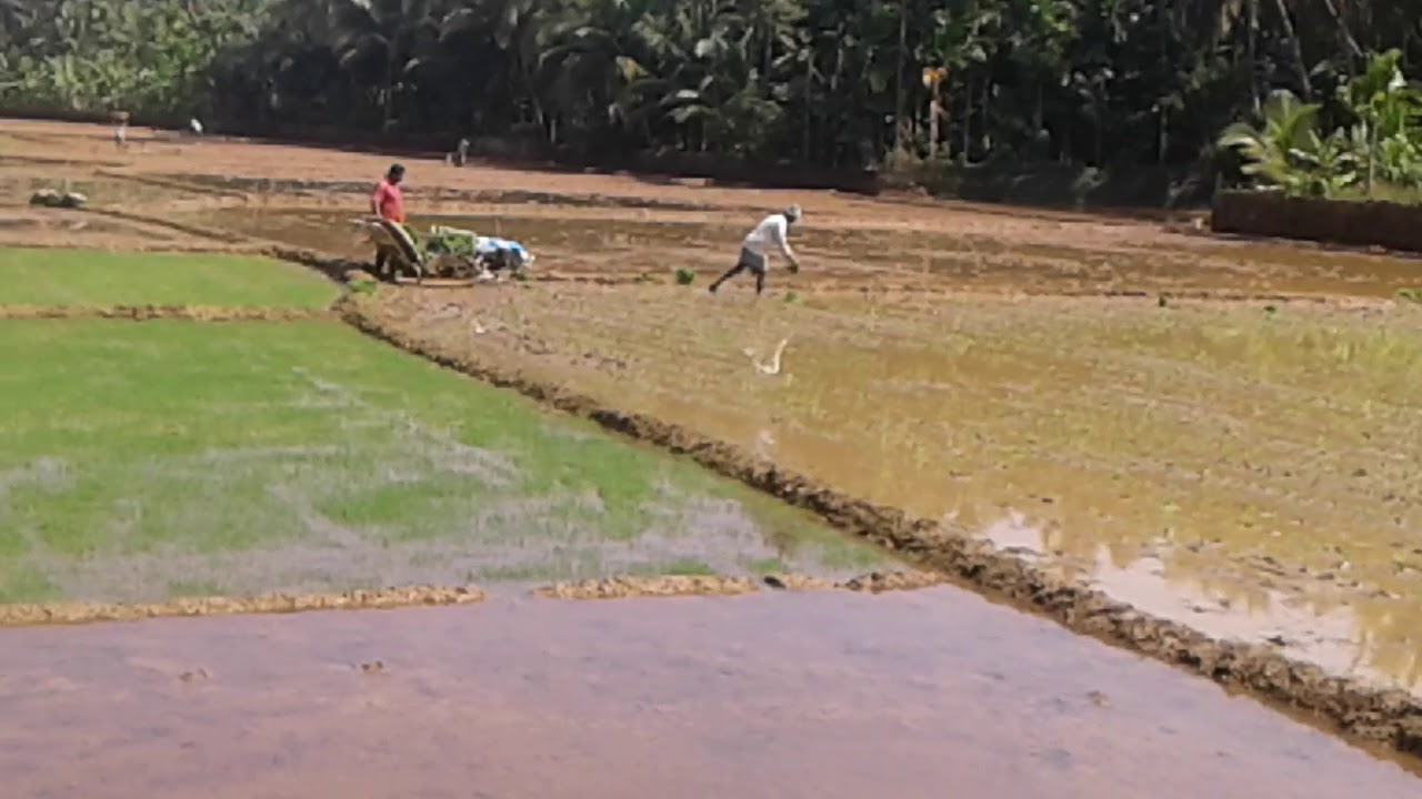 Mat method machine paddy transplanting