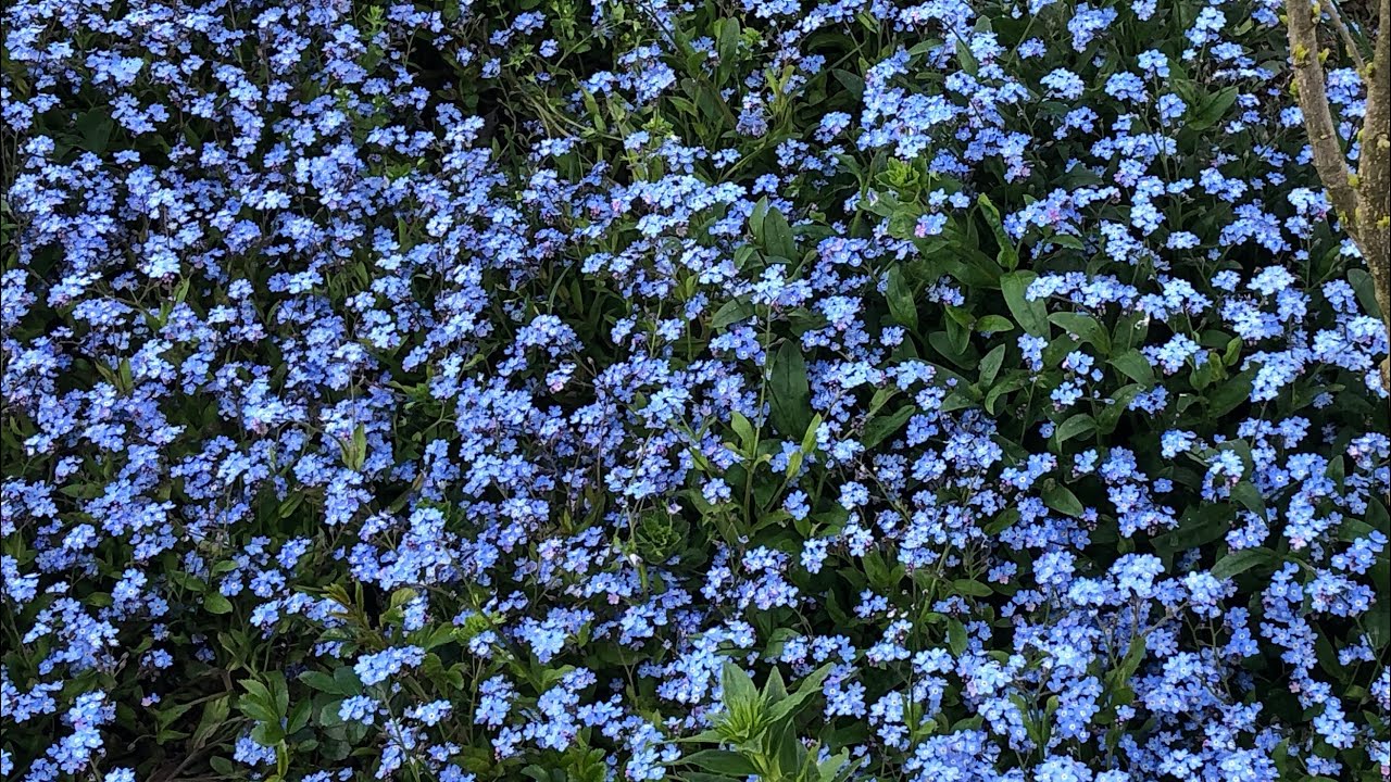 Fill up your garden with Forget Me Not flowers!