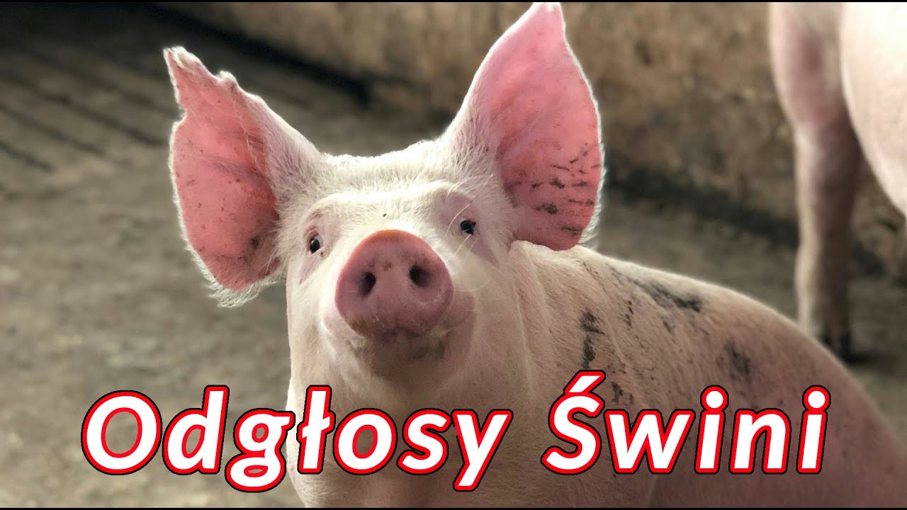 Odgłosy Świni - Dźwięki jakie wydaje Świnia
