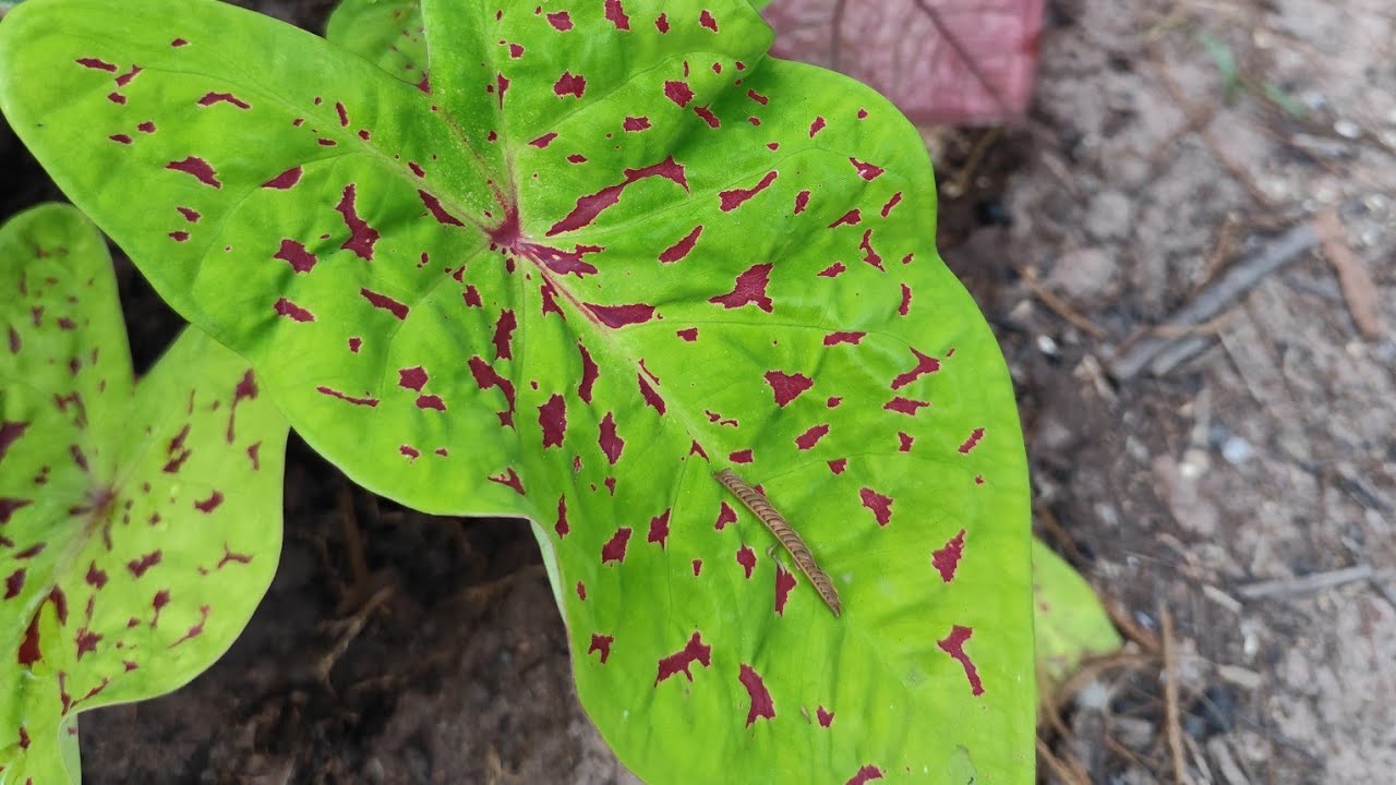 SETE FOLHAGENS LINDAS E NATURAIS DO BRASIL PARA FACILITAR SEU CULTIVO EM CASA