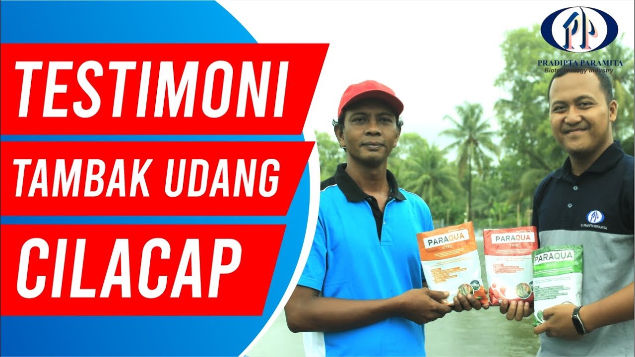 Tips Sukses Panen Udang Ukuran Besar