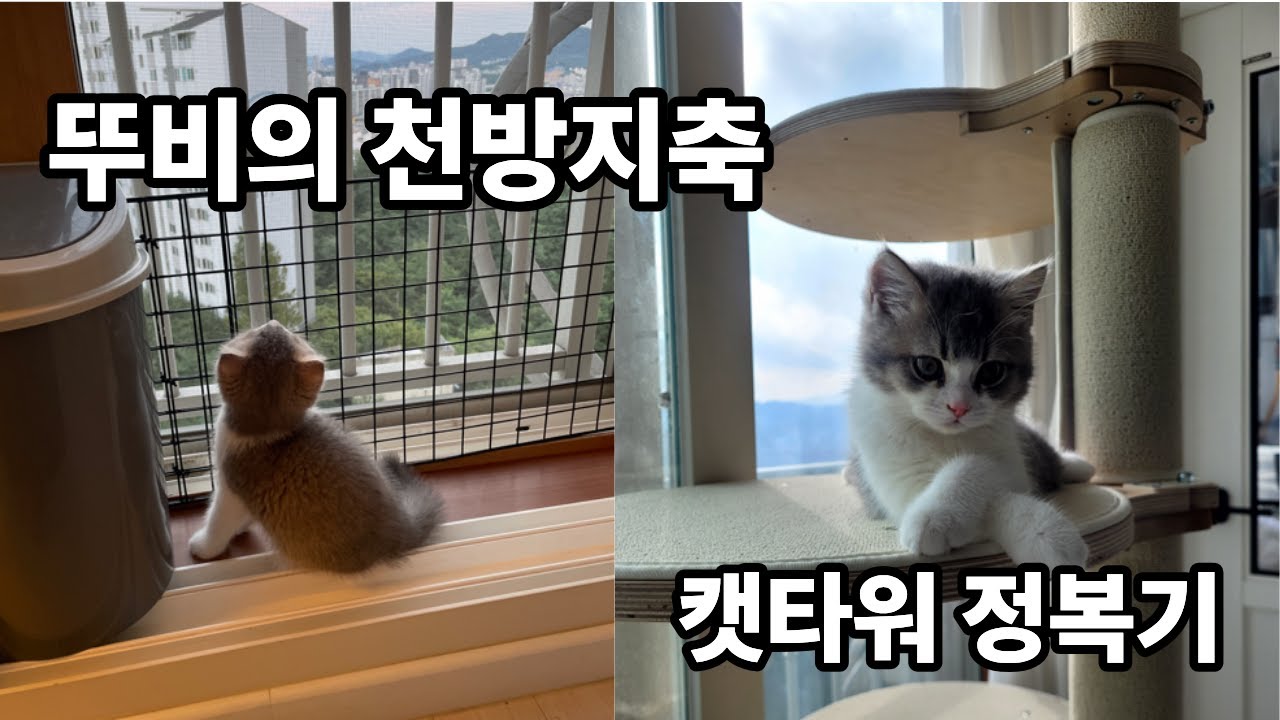 제 3화. 뚜비의 천방지축 캣타워 정복