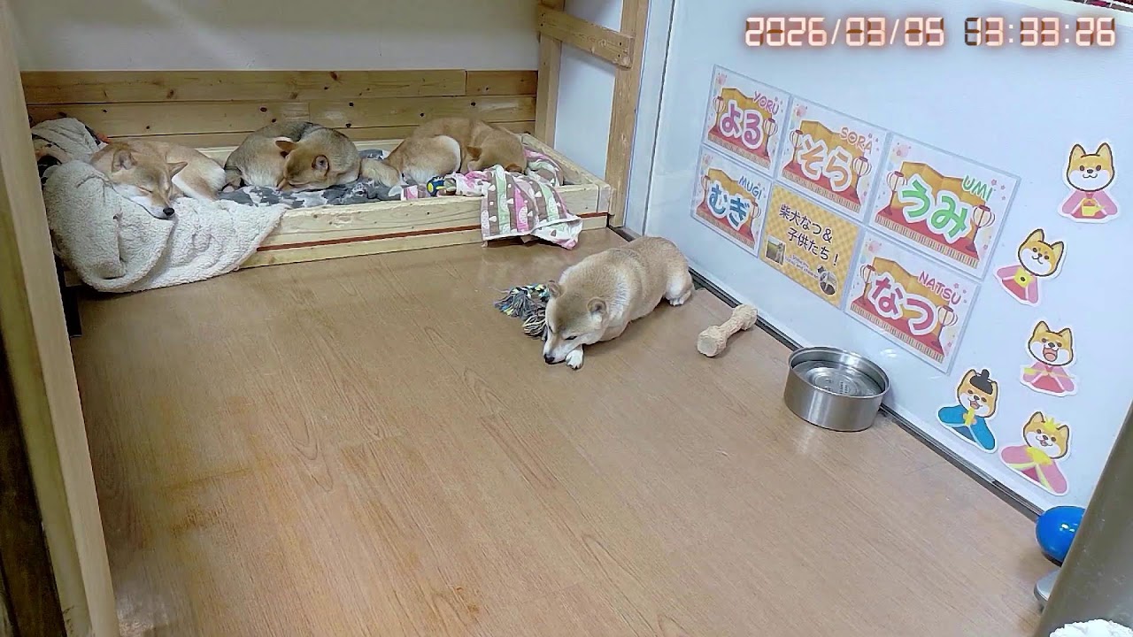 柴犬なつファミリー生配信【生後1歳＋177日】布団を水に漬けるのは流行ってるのですか？？？