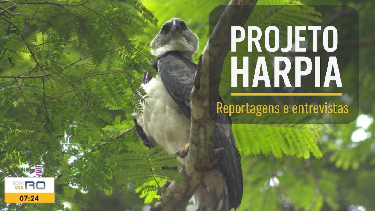 Harpia volta à natureza