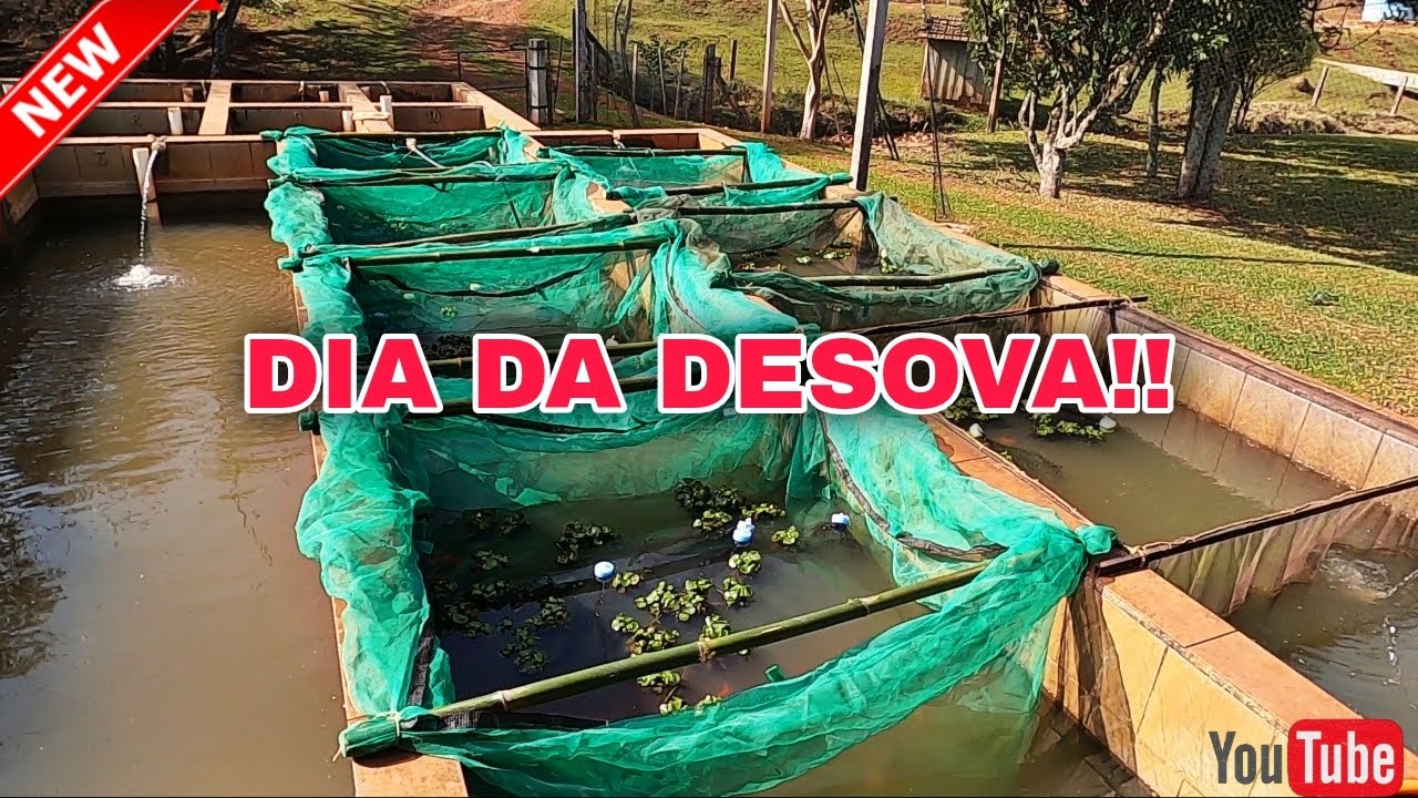2 - Reprodução de kinguios // Dia da desova //