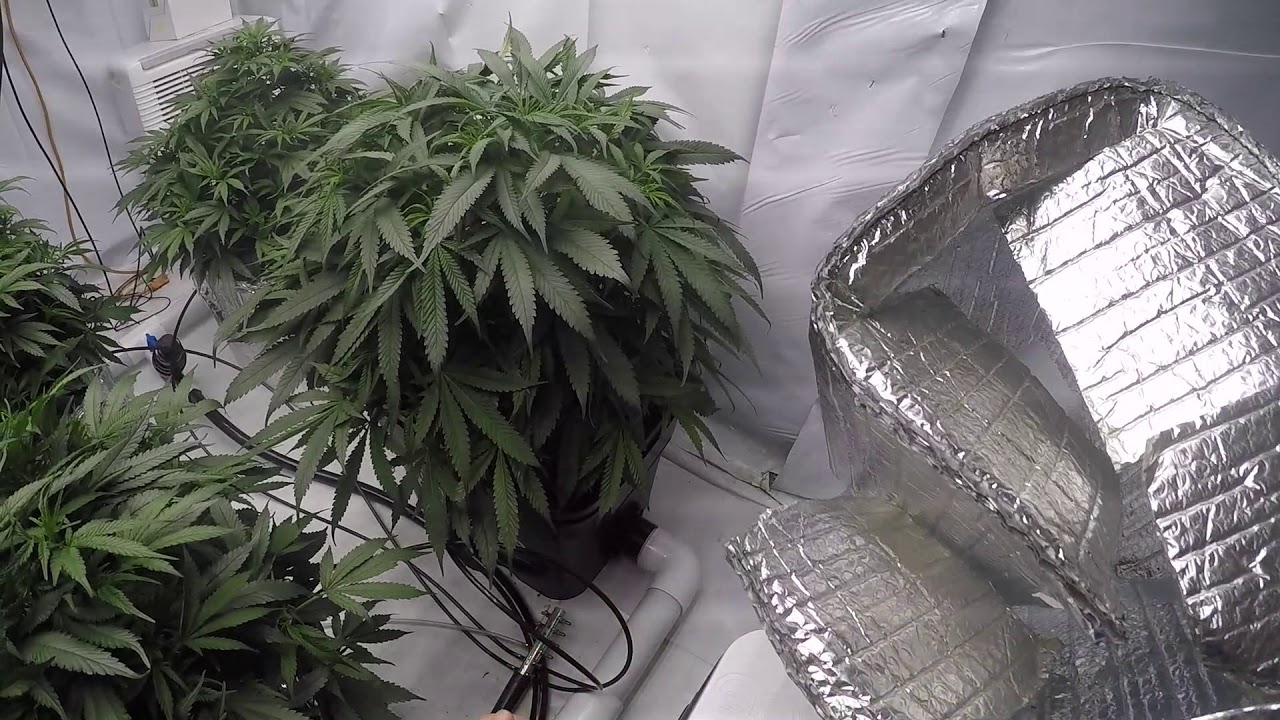 Under Current RDWC Week 3 Of Veg. Cookies Kush