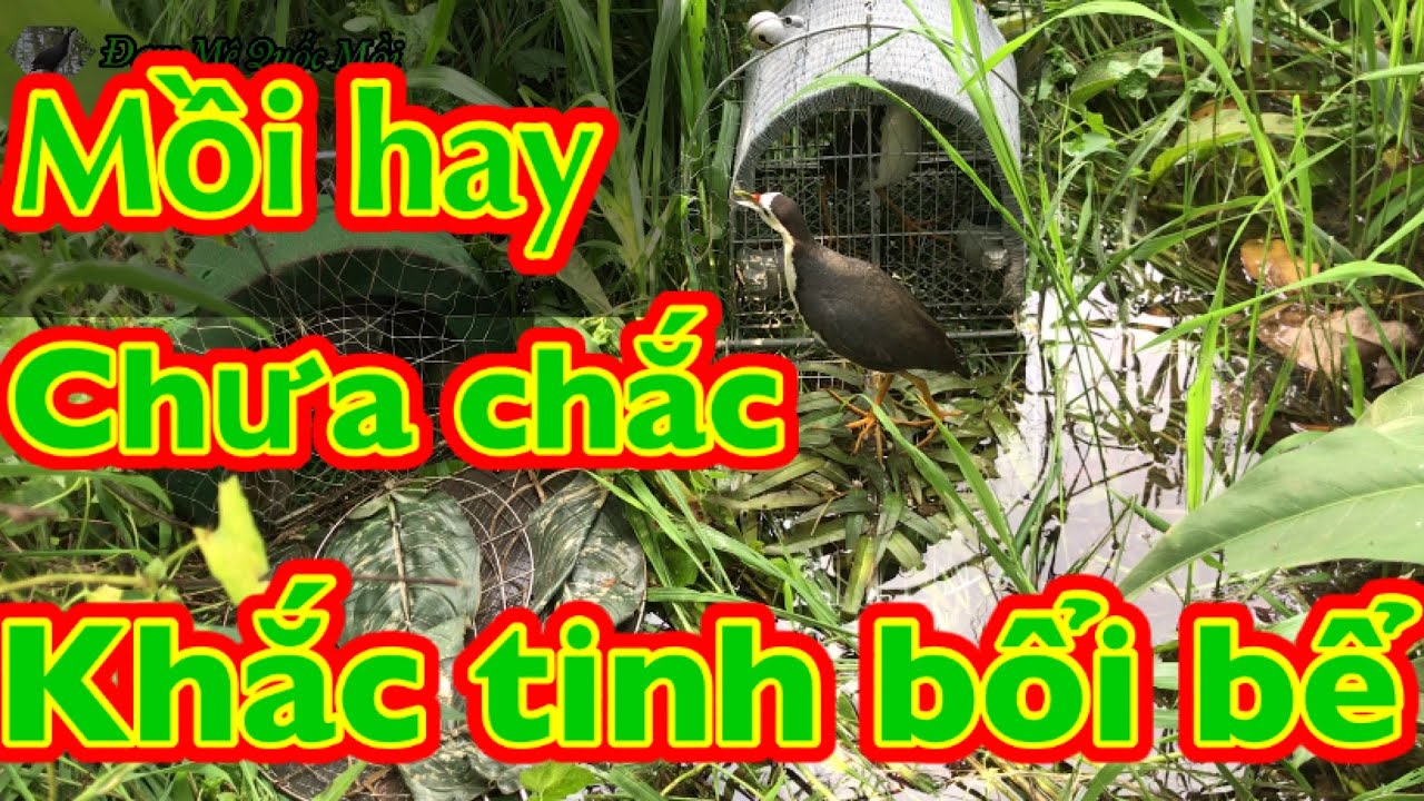 Bẩy quốc -Cách trị những em mái bể ,mái lẻ hay về thuần cho Anh Em đam mê mồi bổi