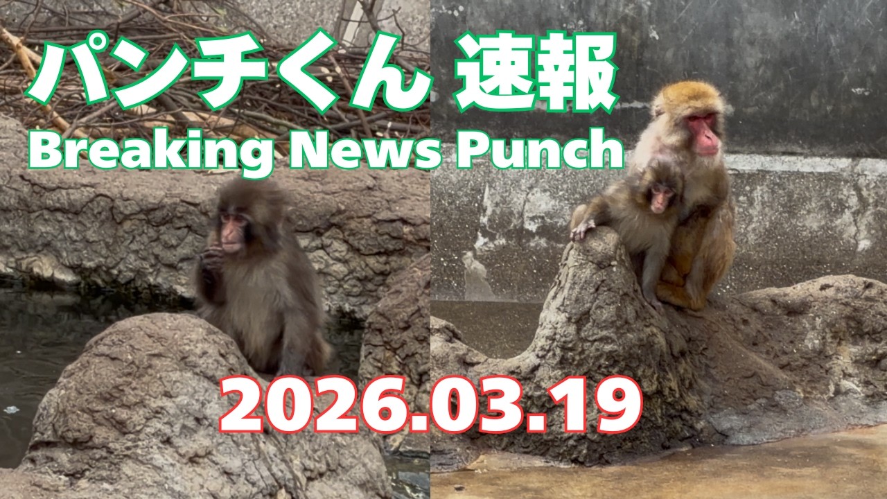 2026.03.19 パンチくん 速報 Punch 市川市動植物園 がんばれパンチ